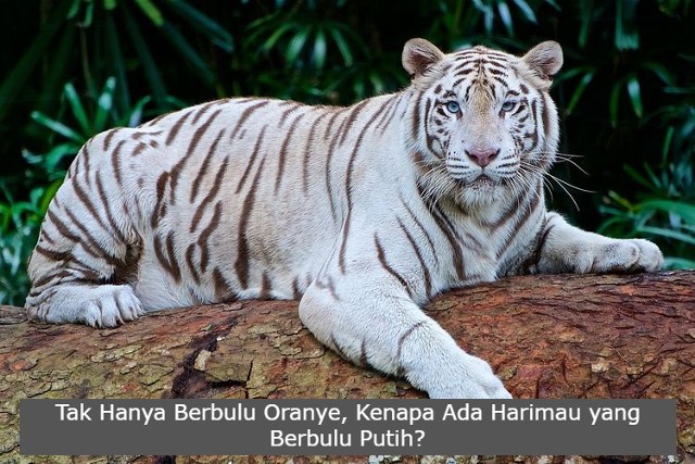 Tak Hanya Berbulu Oranye, Kenapa Ada Harimau yang Berbulu Putih?