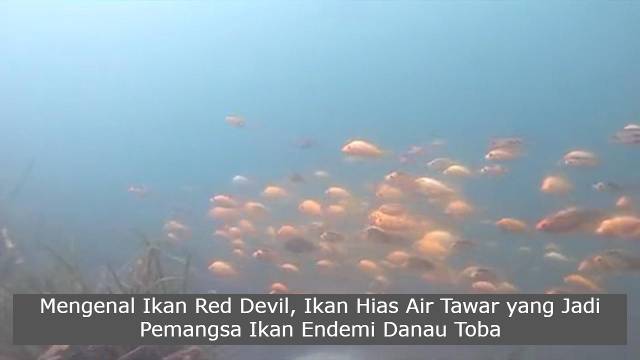 Mengenal Ikan Red Devil, Ikan Hias Air Tawar yang Jadi Pemangsa Ikan Endemi Danau Toba